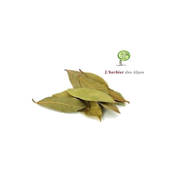Arbre-escargot à feuilles de laurier