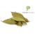 Feuilles de laurier