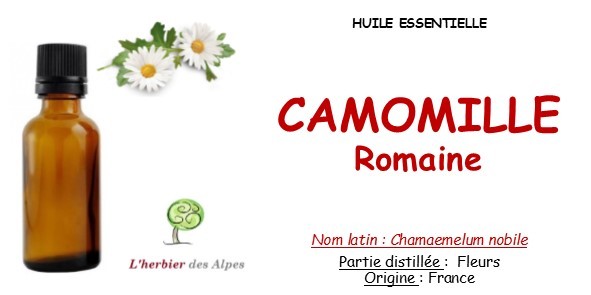 La Camomille romaine - l'Herbier du Diois : plantes aromatiques et